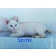 Snow, Europäische Kurzhaarkatze - Kater