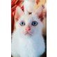 Snow, Europäische Kurzhaarkatze - Kater