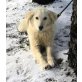 Snow, Mischling - Hündin
