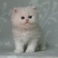 Snow Prince, Chinchilla-Perser - Kater