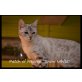 Snow White, Bengalkatze - Katze