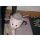 Snow, schneeweisse Katze - Katze
