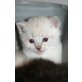 Snowie, Ragdoll BKH - Katze