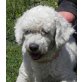 Snowy, Bichon-frisee - Rüde