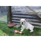 Snowy, Englische Bulldogge Welpen - Rüde
