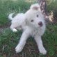 Snowy, Mischling Welpen - Rüde