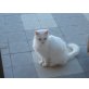 Snowy, Perser Mix - Katze