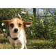Socia, Chihua Mix - Hündin