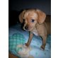 Socke, Jackrusselmix Welpen - Rüde