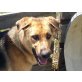 Socke, Schäferhund Mix - Rüde
