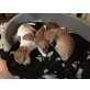 Socke, Wusel, Patty, Chihuahua Mix Welpen - Hündin