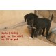 Socks Welpe (Hündin), geb. ca. Juni 2015 Welpen - Hündin