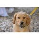 Sodder, Golden-Retriever-Mischling Welpen - Rüde