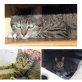 Sofi, Europäische Kurzhaarkatze - Katze