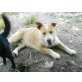 Sofi, Parso Jack Russel Mix - Hündin