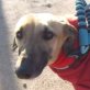 Sofia, Galgo - Hündin
