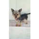Sofia, Yorkshire-Terrier-Mix - Hündin