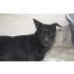 Sofia, schüchternes kleines Mädchen, Pinscher-Mix Welpen - Hündin