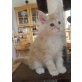 Soft-Angels Simba, Maine Coon - Kater
