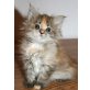 Soiltaire, Maine Coon - Katze