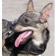 Soiy, PInscher - Hündin