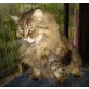 Soki, lieber Maine-Coon-Mix - Katze
