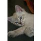 Sokrates, Ragdoll mit BKH Oma - Kater