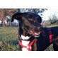Sol, Labrador-Mischling - Hündin