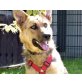 Sol, Schäferhund Mix - Rüde