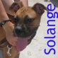 Solange, Boxer Welpen - Hündin