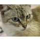 Sole, Notfall, Siam-Mix - Katze
