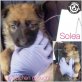 Solea, Schäfer-Mix Welpen - Hündin