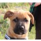 Soleil, Boxermischling Welpen - Hündin