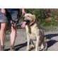 Solero, Labrador - Rüde