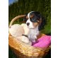 Solo, Sammy, Sue, Sir Henry, Sumsi, Snoopy, Cavalier King Charles Spaniel - Rüde