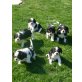Solo, Sir. Henry, Sammy, Smilie, Sunny, Sumsi, Cavalier King Charles Spaniel - Rüde