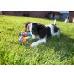 Solo, Sir. Henry, Sumsi, Sunny, Sammy, Cavalier King Charles Spaniel - Hündin