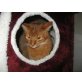 Somali - Kater