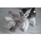 Somali - Kater