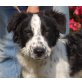 Sommer, Border Collie Mix - Rüde