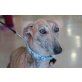 Son,wunderschön, Galgo Español - Hündin
