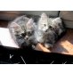 Sonea und Anubis ......, Norwegische Waldkatze - Katze