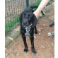 Soneck, Labrador-Mix - Rüde