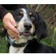 Soni, Jagdhund-Mix - Rüde