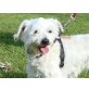 Soni ein weißer Wuschelhund, Westhighlandterrier - Malteser - Rüde