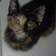 Sonia, Europäische Kurzhaarkatze - Katze