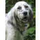 Sonia, Setter-Mix - Hündin