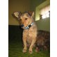 Sonja, 1 Jahr alter Shelti-Mix - Hündin