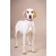 Sonja, Schöne Sonja -Basset/Vizsla/Beagle-Mix Welpen - Hündin