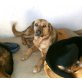 Sonja sucht zuhause oder Pflegestelle, Labrador-Mix - Hündin